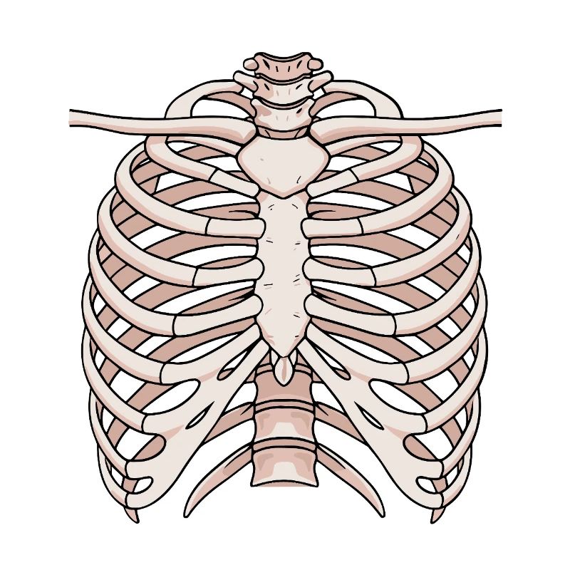 Anatomisches Brustbein und Rippenstruktur