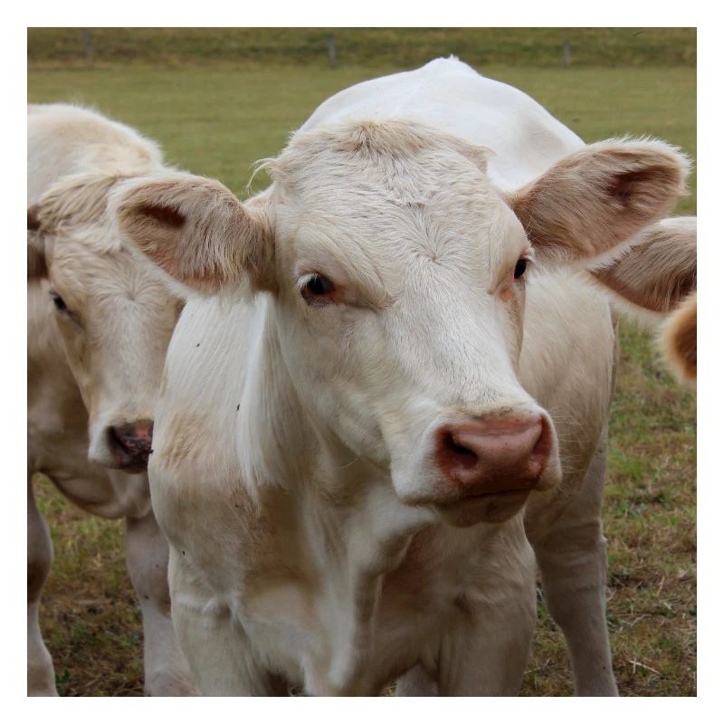Affiche vache