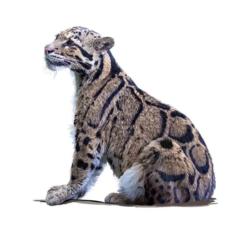 Clouded leopard