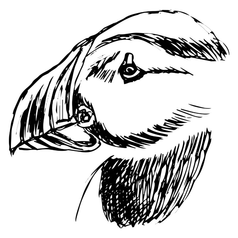 Oiseau macareux dessiné à la main