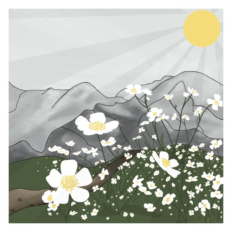 Prairie de fleurs blanches devant le panorama de montagne au printemps