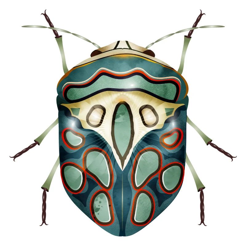 Sphaerocoris annulus fascinant effrayant crawly