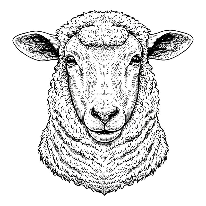 Sheep