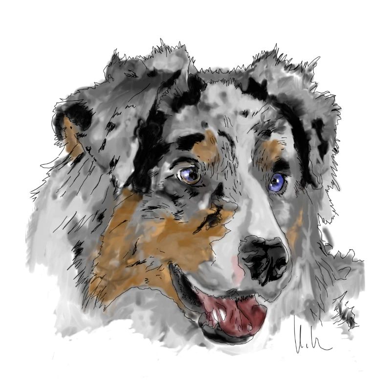 Australian Shepherd