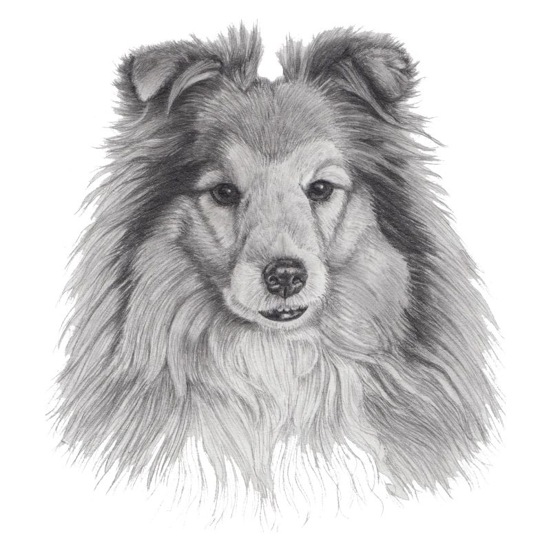 shetland sheepdog sheltie