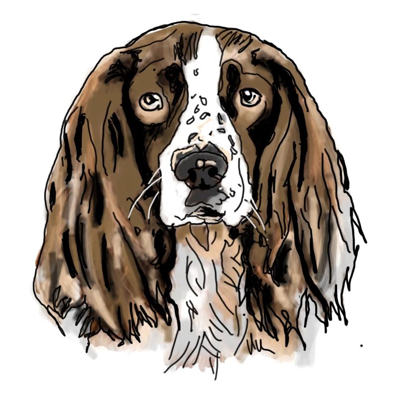 Spaniel