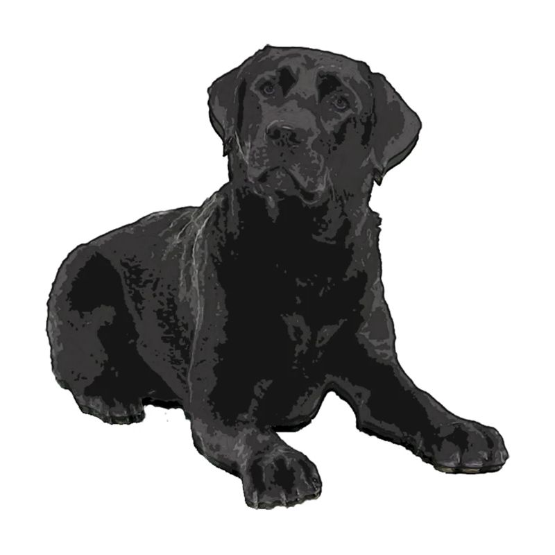 Schwarzer Labrador