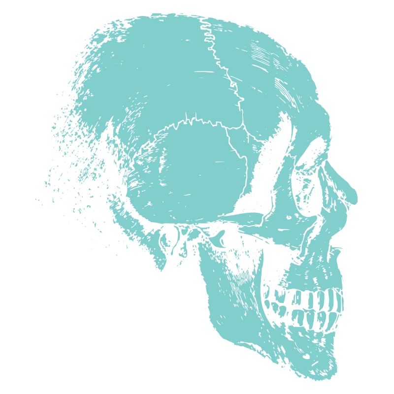Skeleton skull of bones