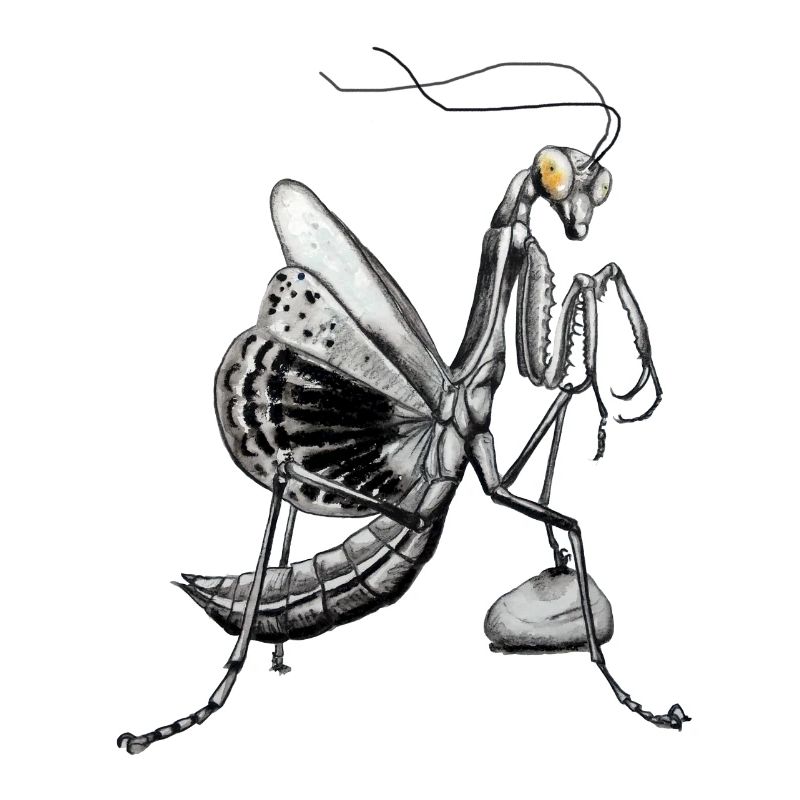 Praying mantis