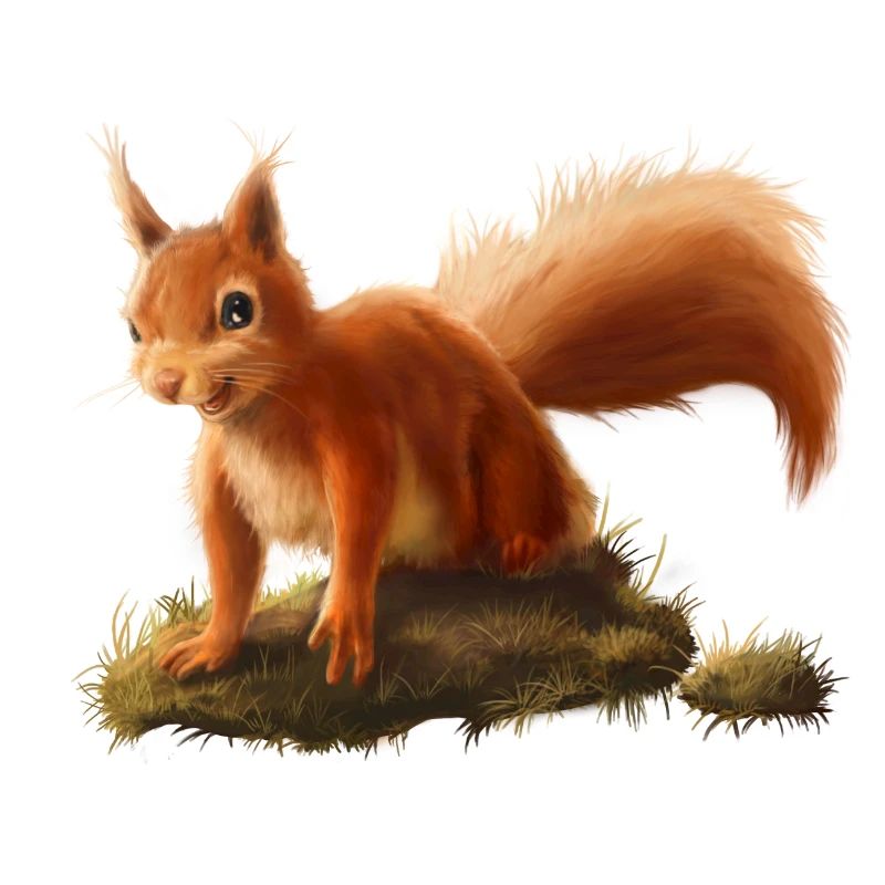 Kleines Eichhörnchen