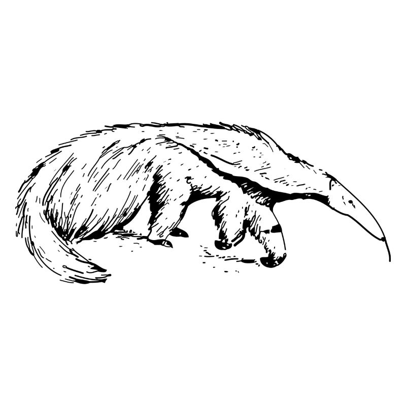 ant-eater
