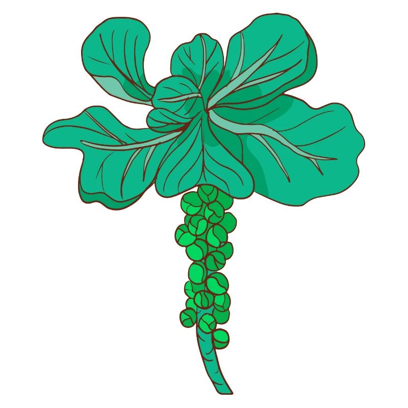 Brussels sprouts Brussels cabbage sprouts cabbage sprouts