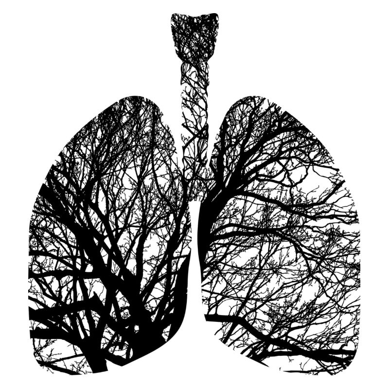 lungs