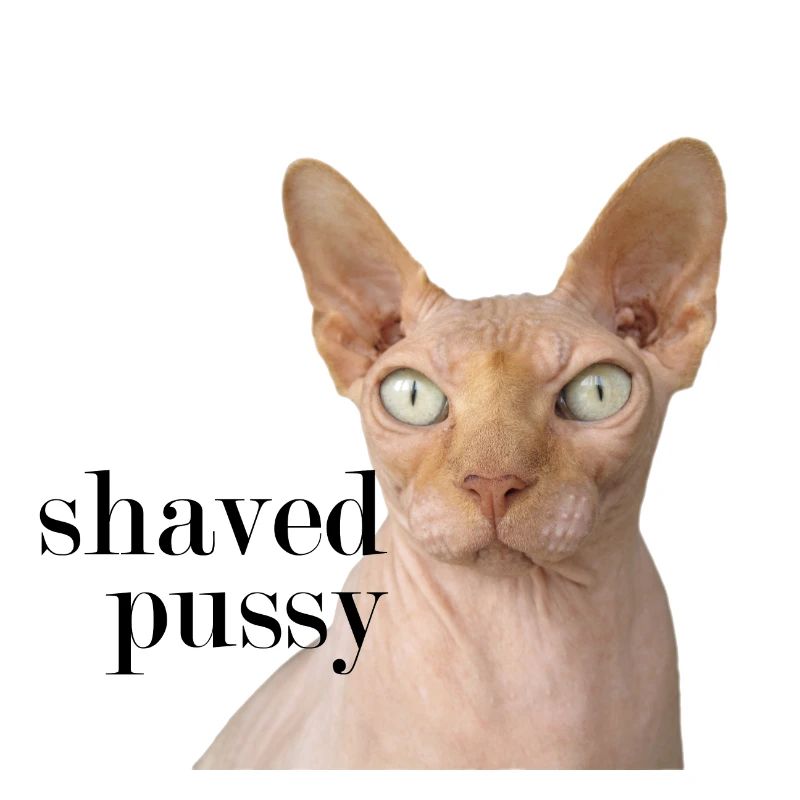 rasé chemise chat chatte