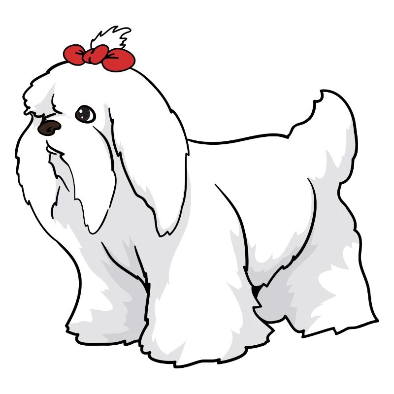 Maltese dog
