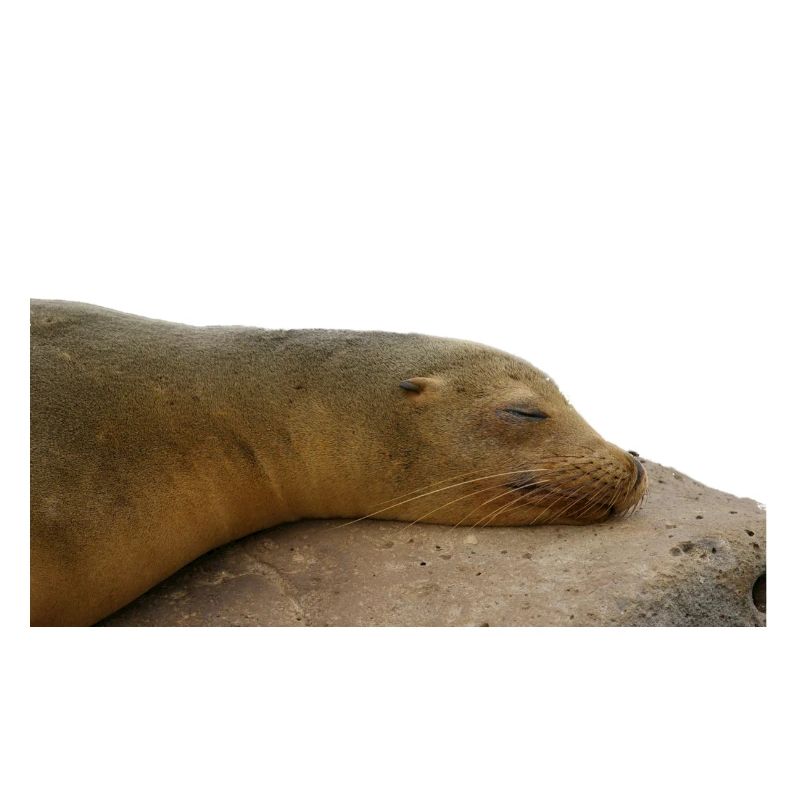 Robbe Chillt auf Stein