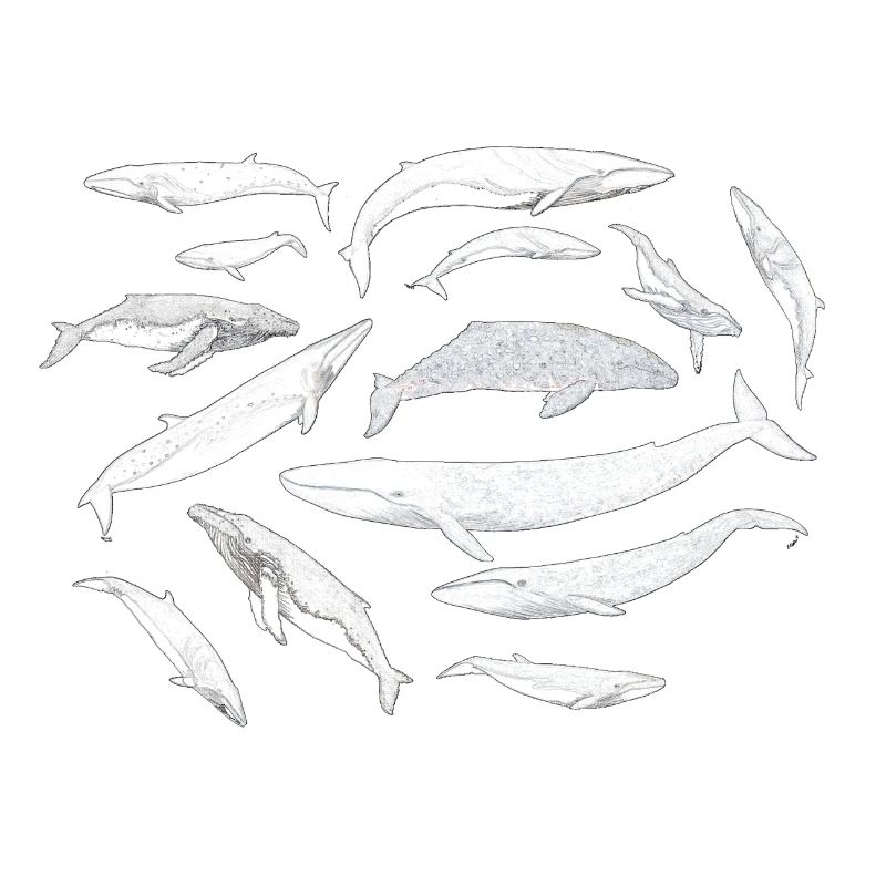 Baleines - Baleines - Baleines
