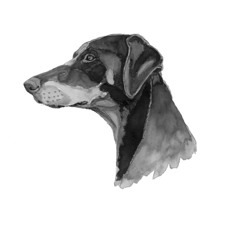 Doberman Pincher