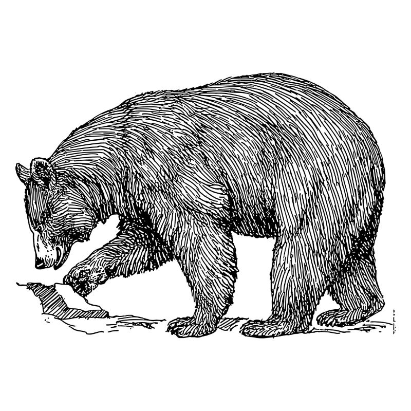 bear