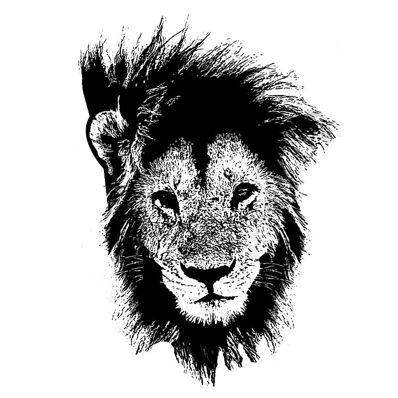 Lion lion head lion's mane