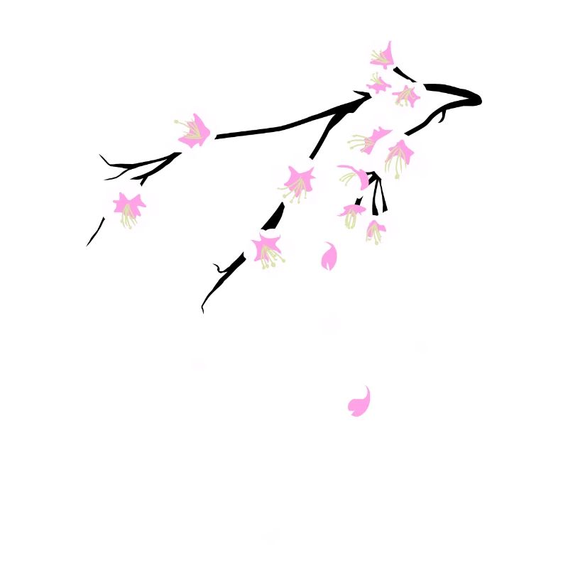Fleurs de cerisier (Sakura)