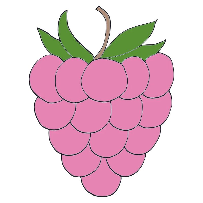 Pink Raspberry Illustration