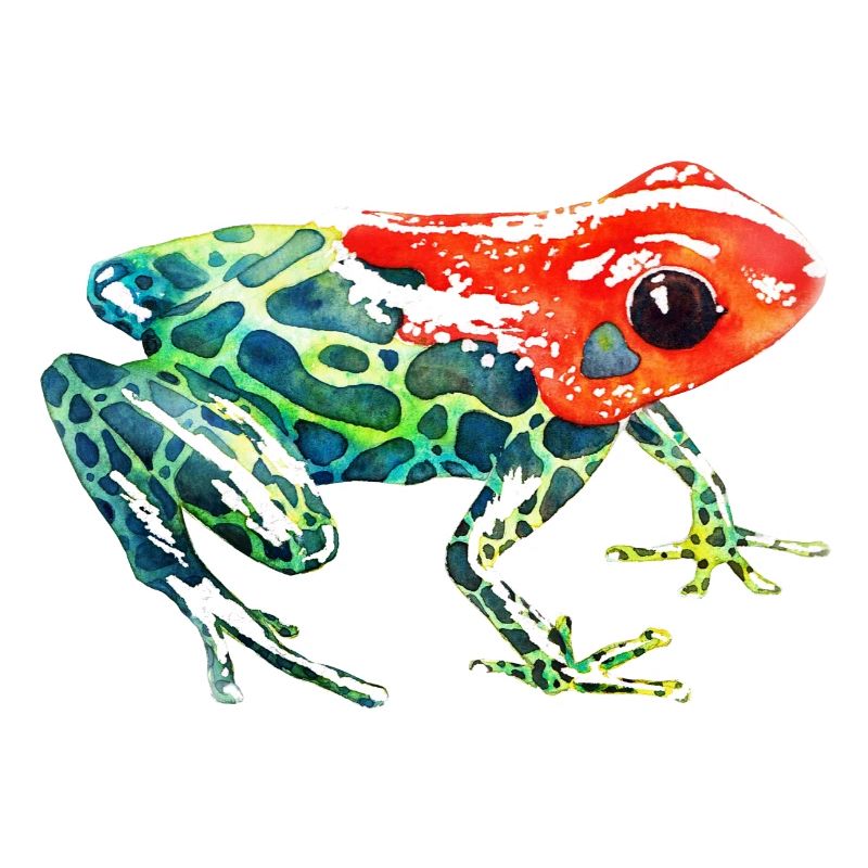 Frog with a red head