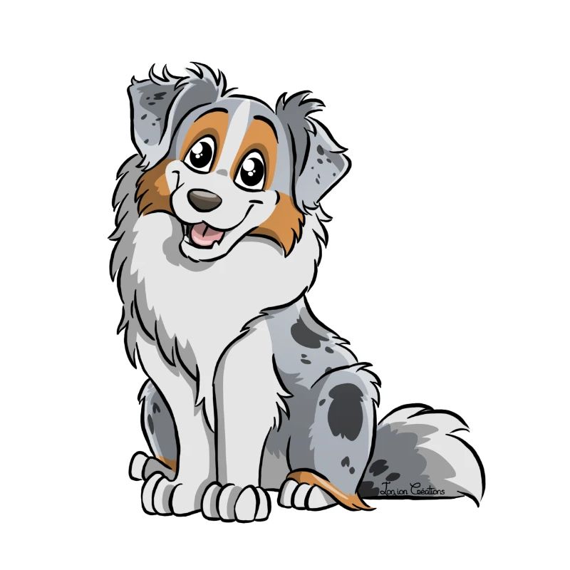 Blue Merle Australian Shepherd