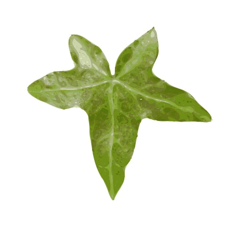 efeu blatt