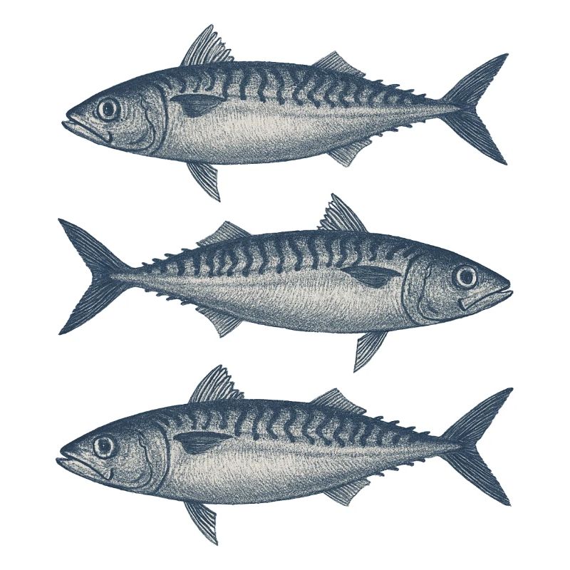 Ensemble d’illustrations de poisson vintage