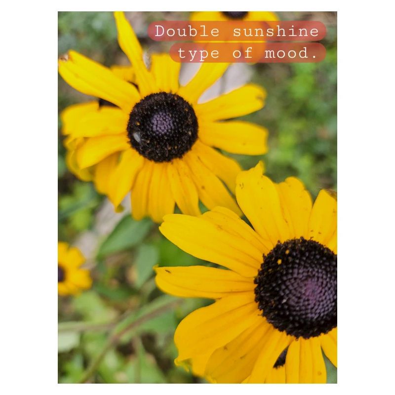 Double sunshine