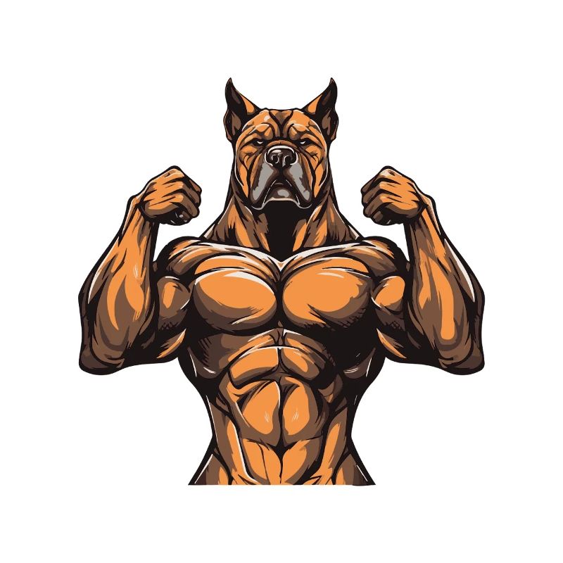 Muscles du chien