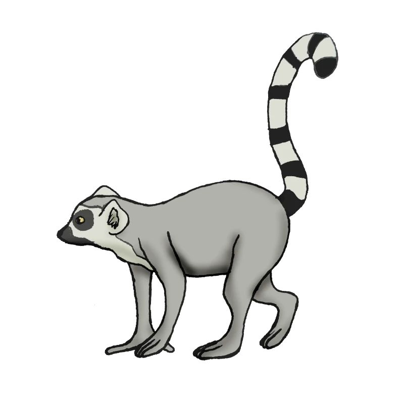 Lemur Katta