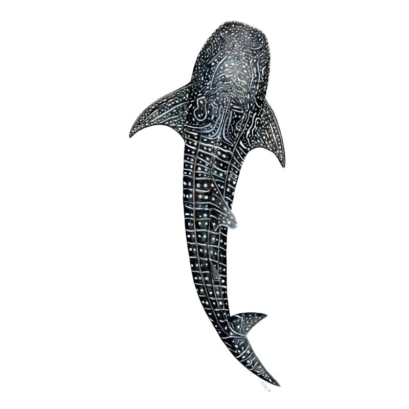 Baleine conception de requin pour les plongeurs, les pêcheurs