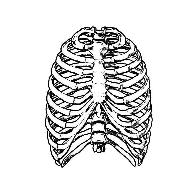 bone thorax rib cage radiology