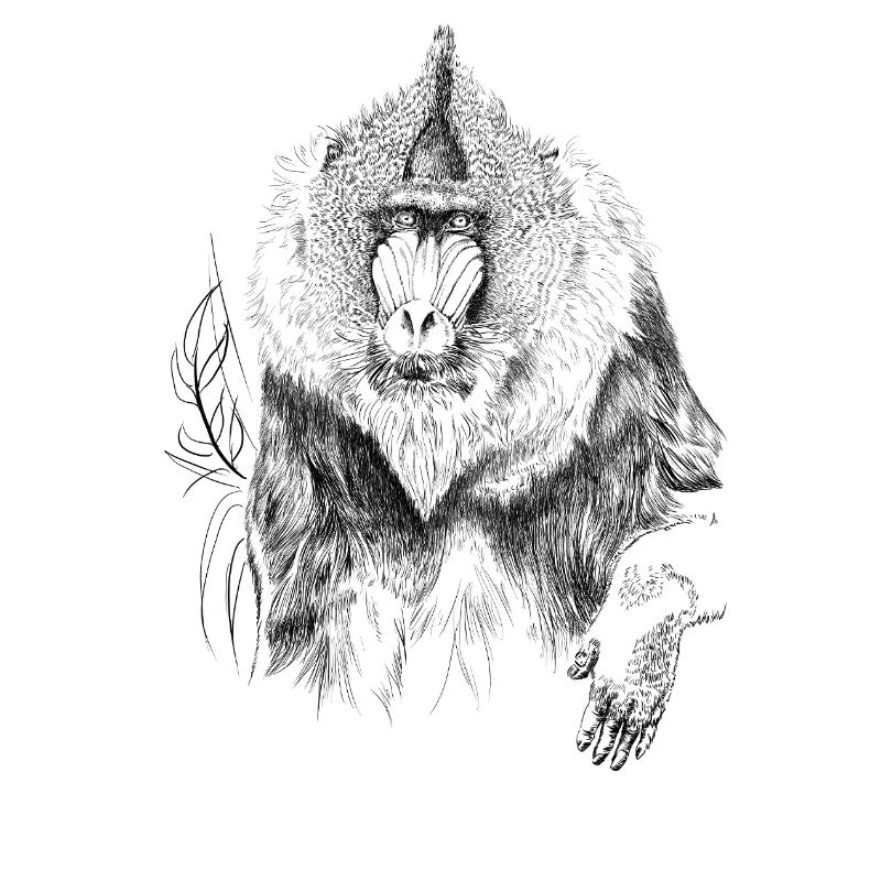 Mandrill 