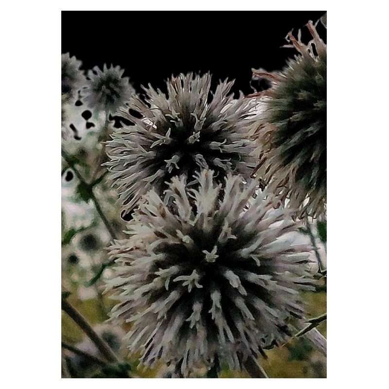 Impression over thistles