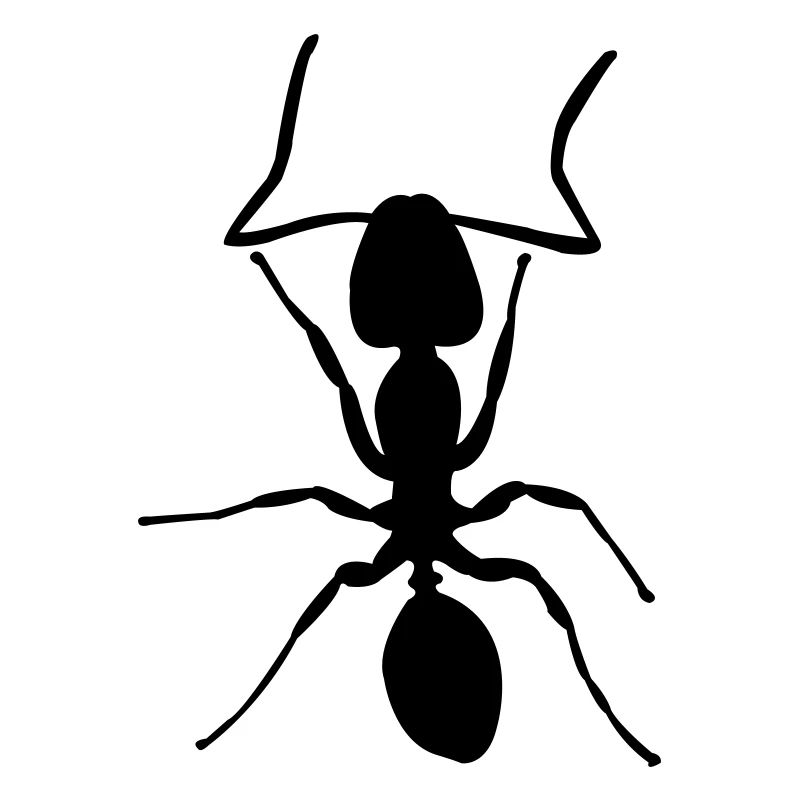 ant crawling