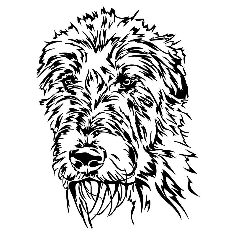IRISH WOLFHOUND Irish Wolfhound Wilsigns chiens