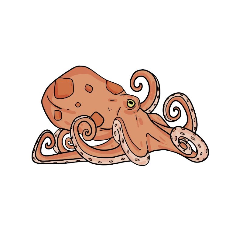 Octopus Octopus