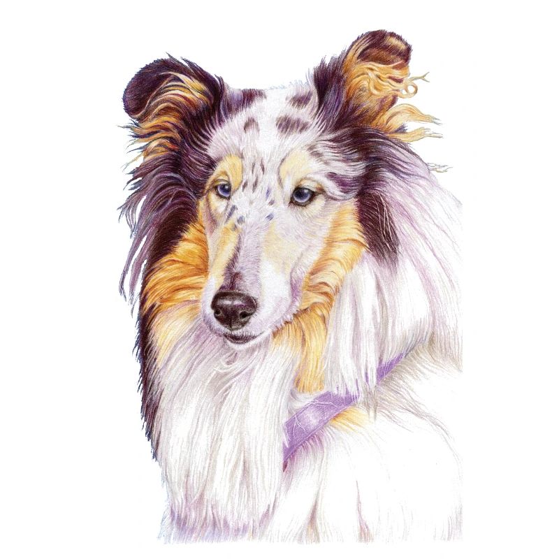 Collie Bluemerle