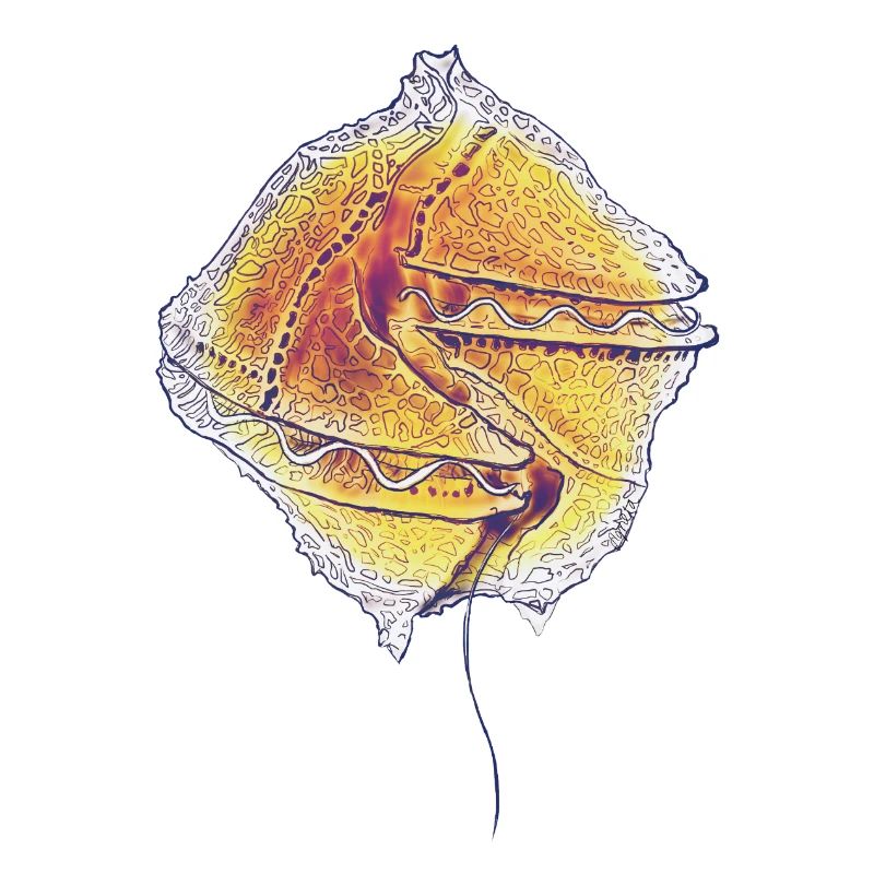 Gonyaulax spinifera
