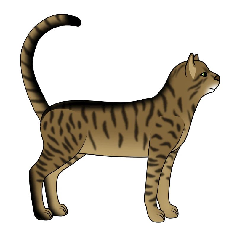 Getigerte Katze steht