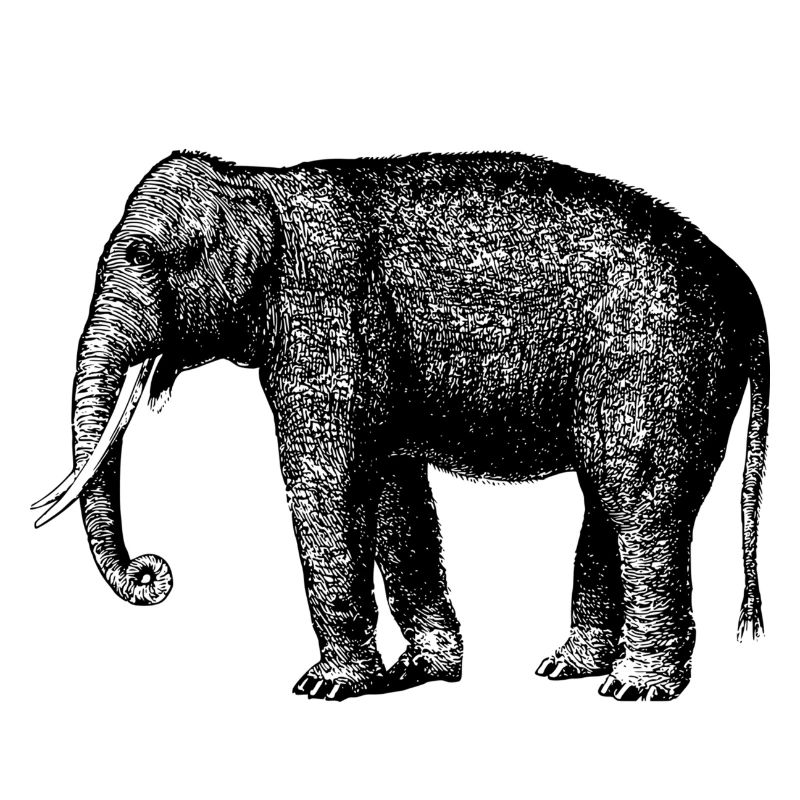 elephant