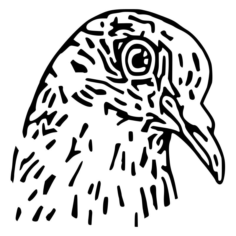 pigeon