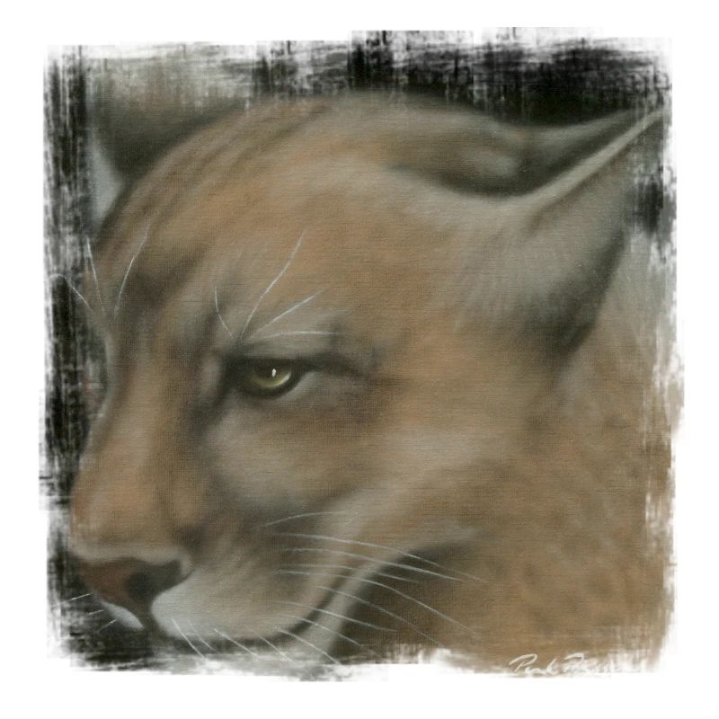 cougar