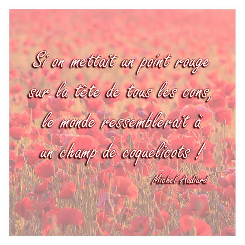 Champs de coquelicots