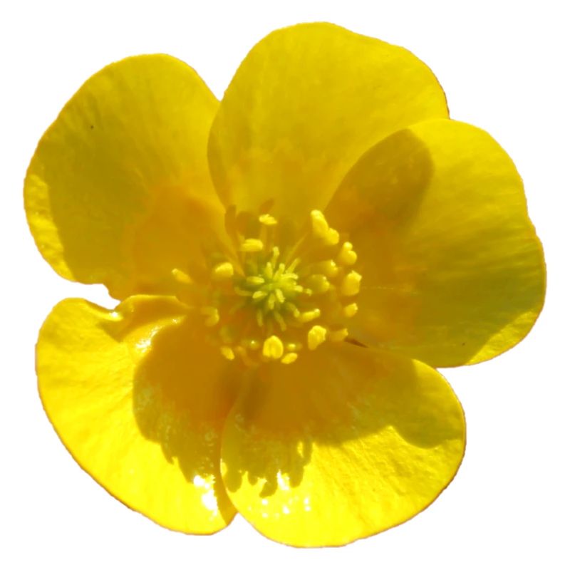 Fleur, Jaune, Fleur Jaune