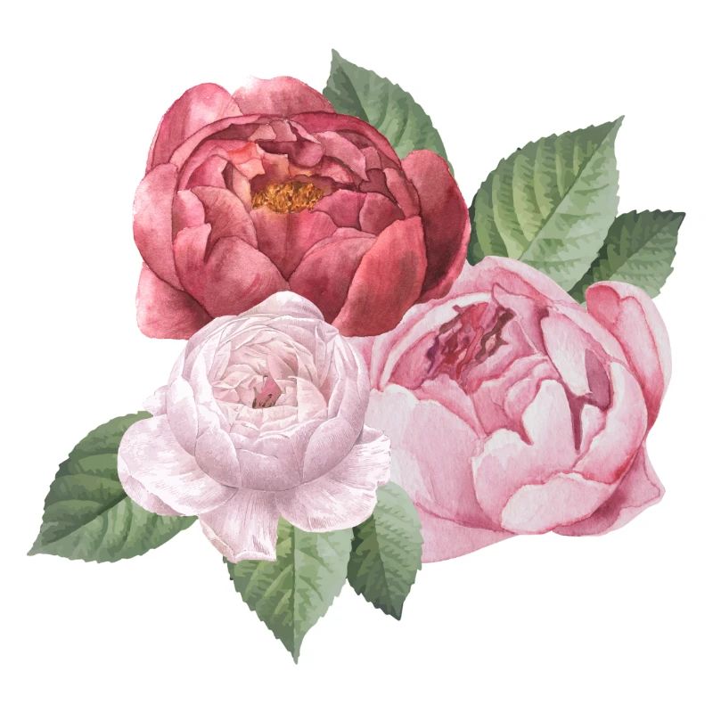 Spring_Pfingstrosen