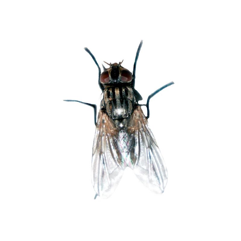 fly